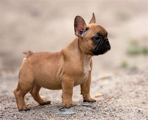What's The Smallest Bulldog Breed?