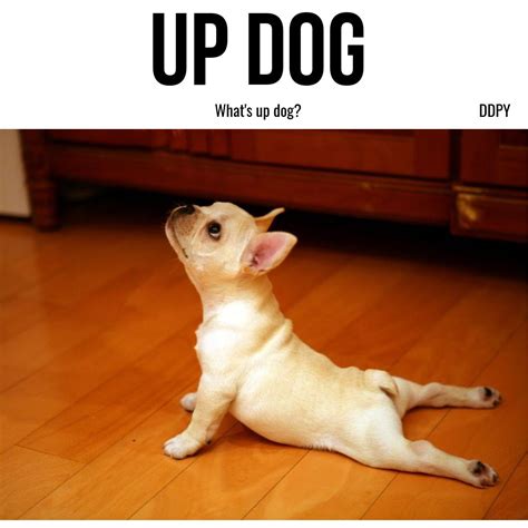Whats Up Dog Meme