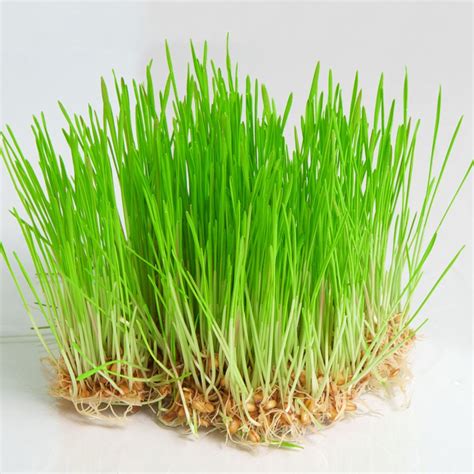 Wheat Grass - Rumput Gandum