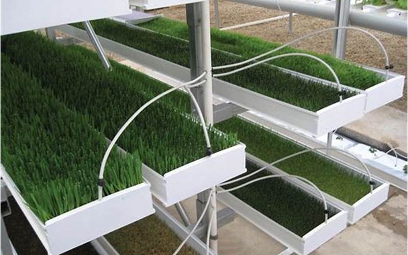 how to grow wheatgrass hydroponically