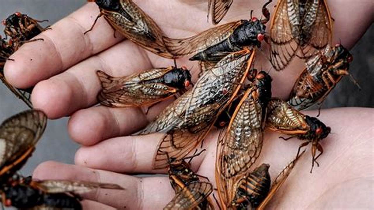 When Are The Cicadas Coming 2024