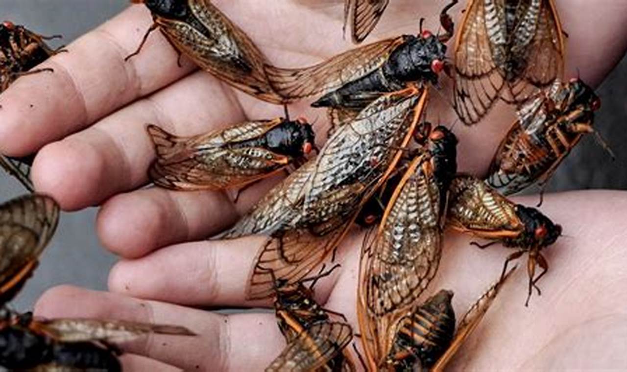 When Are The Cicadas Coming 2024