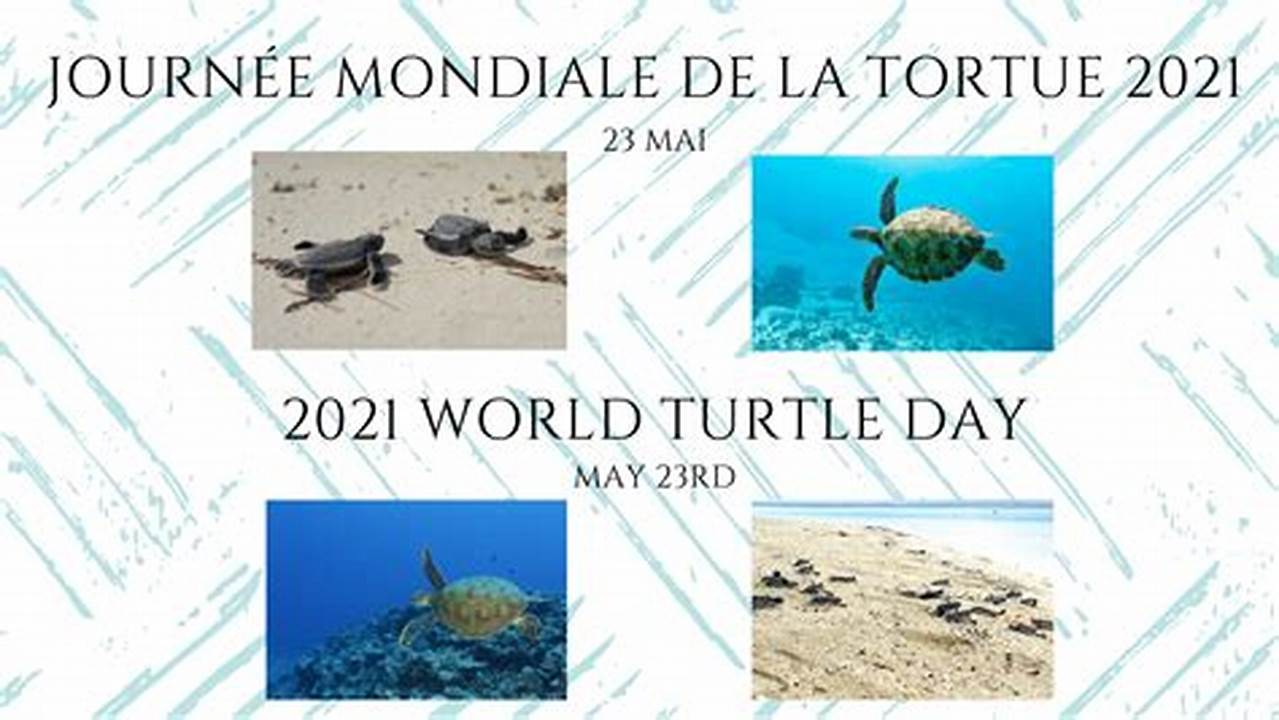 When Is World Turtle Day 2021