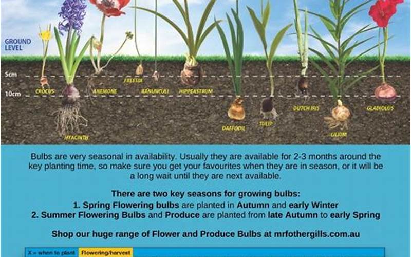 when to plant bulbs