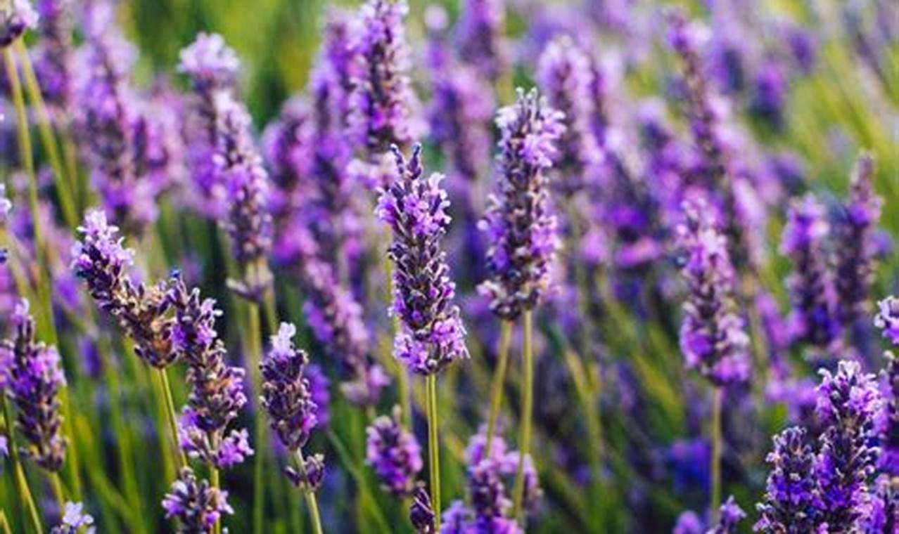 When To Plant Lavender