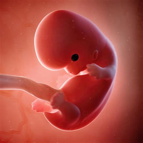 Unveiling the Transition: From Life’s Dawn to Fetal Form