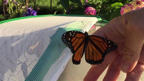 When to Release Monarch Butterflies