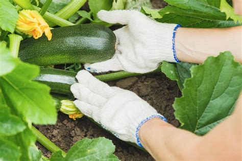 When to Stake Zucchini Plants