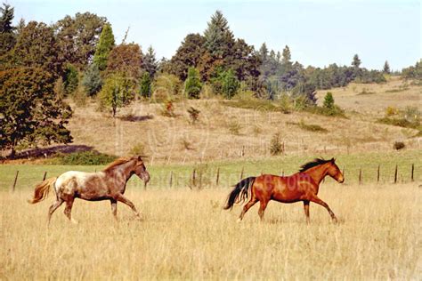 When Animals Ran The Farm