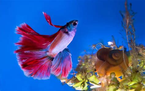 When Betta Fish Die Do They Float