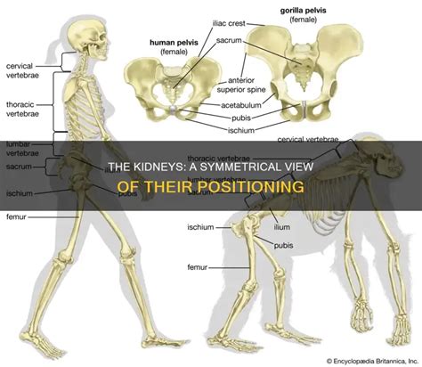 When Comparing The Position Of The Two Kidneys