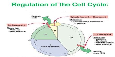 When Cycle Regulation is Necessary