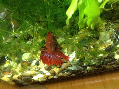 When Do Betta Fish Sleep