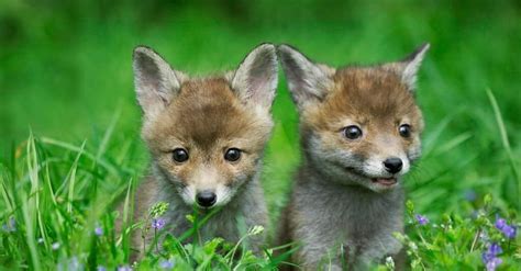 The Wondrous Miracle of Vixen Maternity: Discovering the Time When Foxes Give Birth