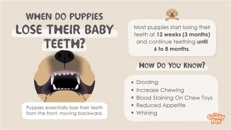 When Do Lab Puppies Lose Baby Teeth