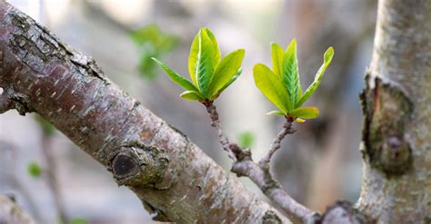 When Do Leaves Grow Back On Trees