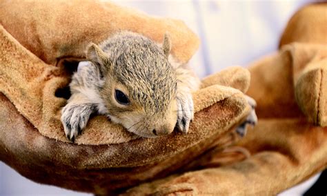 When Do Squirrels Give Birth? Tips and Facts!