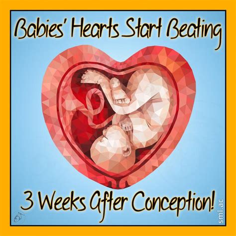 When Baby's Heartbeat Begins: A Timeline from Conception.