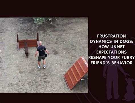 When Dog And Friends Dynamics Go Wrong