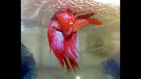When Is Mating Season For Betta Fish