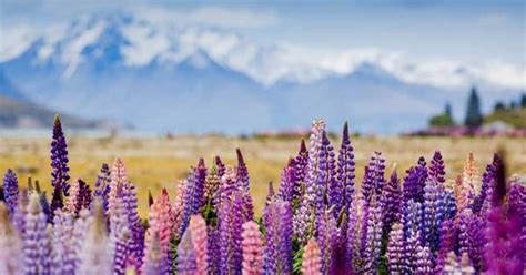 When Is Spring in New Zealand? Discover the Best Time to Witness the Blooming Paradise!