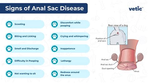When Simple Expression Fails: Anal Sacculitis and Abscesses