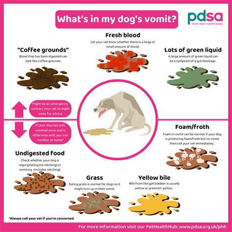 When To Feed Dog After Inducing Vomiting