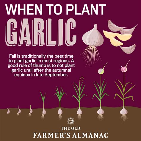 When To Plant Garlic In Pa
