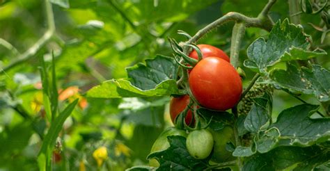 When To Plant Tomatoes In Indiana