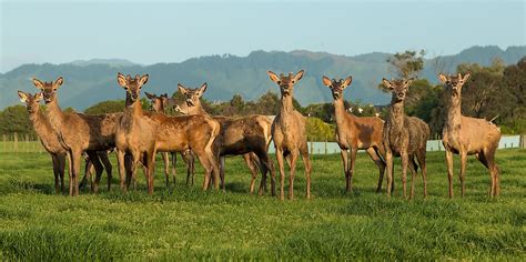 When Were Farm Animals Introduced To New Zealand