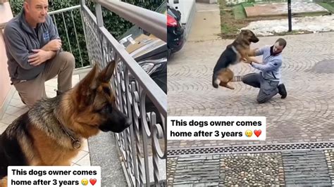 When You Owner Gets A Dog