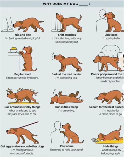 When Your Dogs Cute Behavior Poses a Health Risk