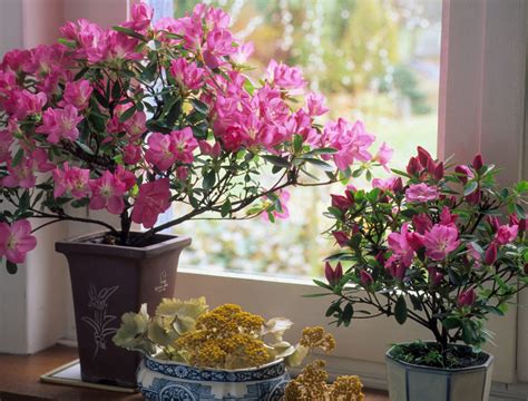 When is it best to plant an Azalea in a pot
