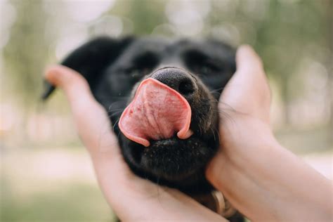 When the Environment Causes Licking