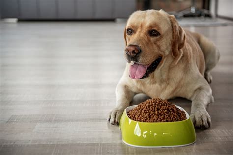 When to Avoid Storing Dog Food In Fridge