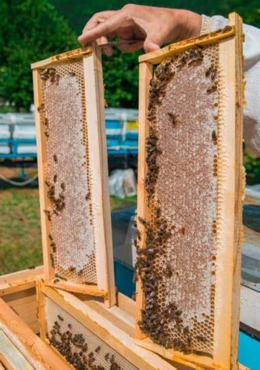 When to Call a Professional Bee Removal Service