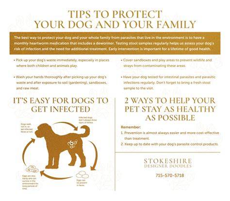 When to Contact Dog Animal Control