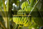 When to Pick Bananas in Florida