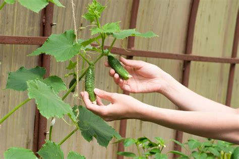 When to pick cucumbers