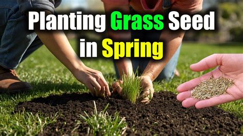 When to plant grass seed in spring