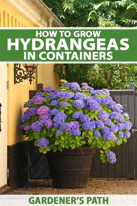 When to plant hydrangeas in pots