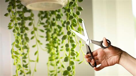 When to prune a string of pearls plant