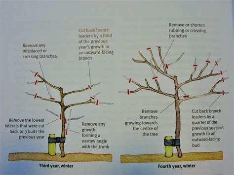 When to prune an apple tree