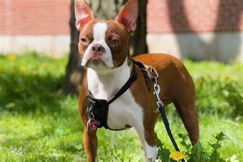 Where Do Boston Terriers Come From