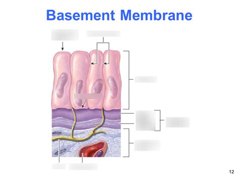 Basement Membrane Zone PPT Structure and Function of Human Skin