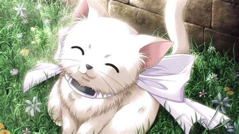Where To Find Anime White Cat Wallpapers