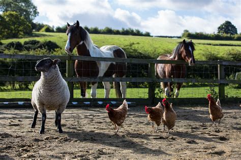 Where Are Animals Kept On A Farm