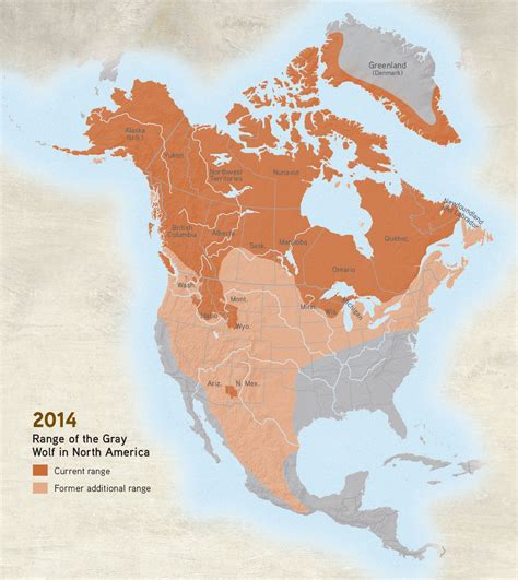Wolf Locations in North America: Discovering the Habitat Range