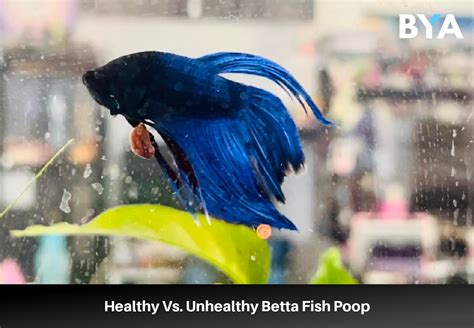 Where Do Betta Fish Poop From