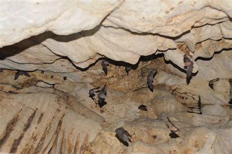 Where Do Bumblebee Bats Live